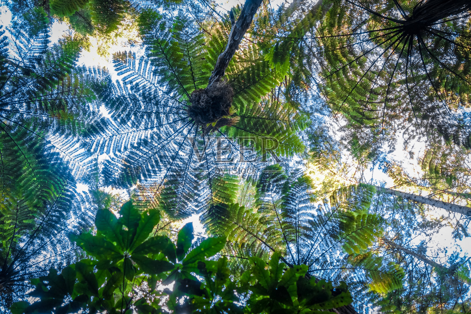 新西兰罗托鲁瓦红杉林中的巨型蕨类植物照片摄影图片