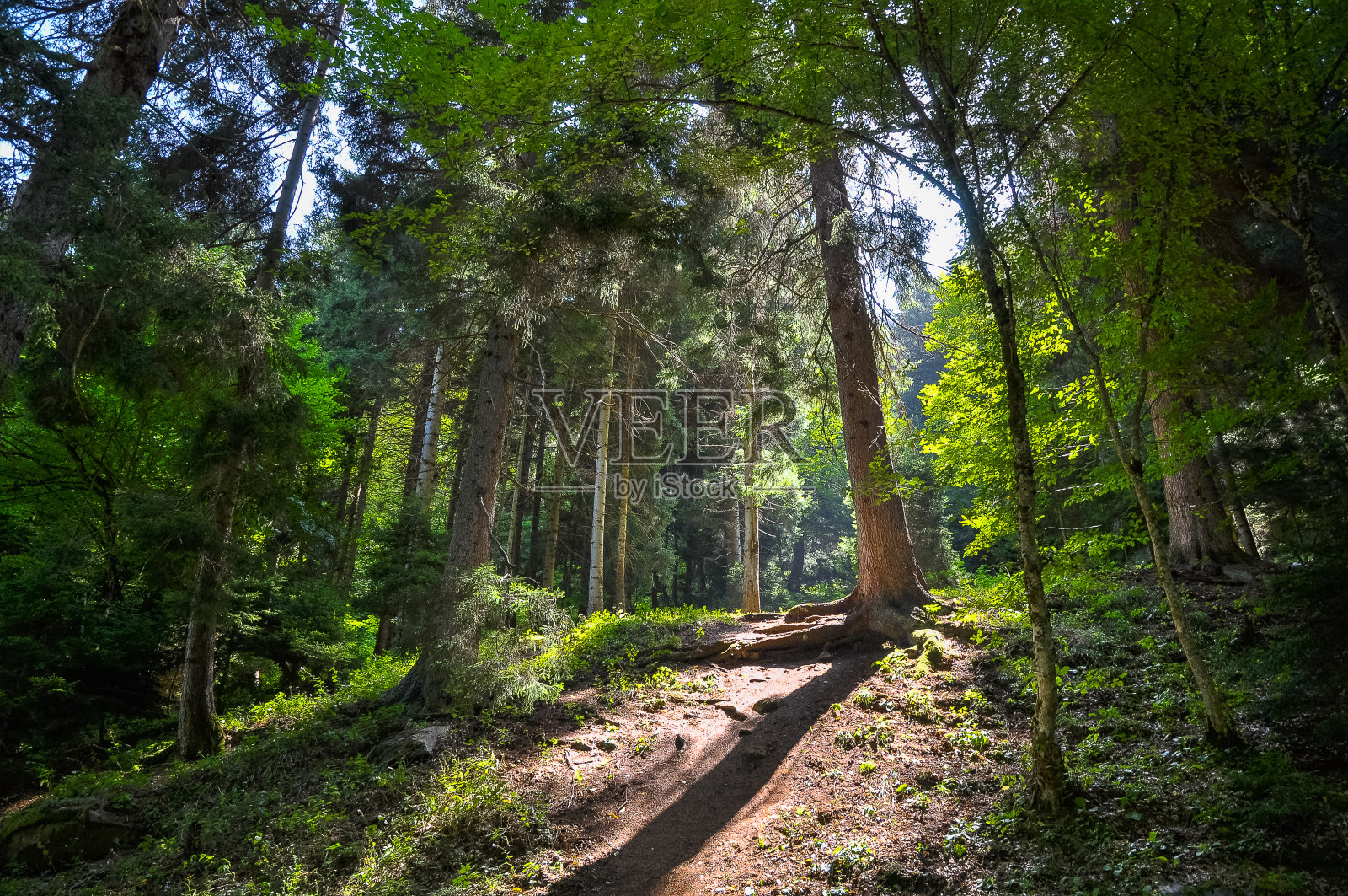 阳光明媚的夏日森林里风景如画的小路照片摄影图片