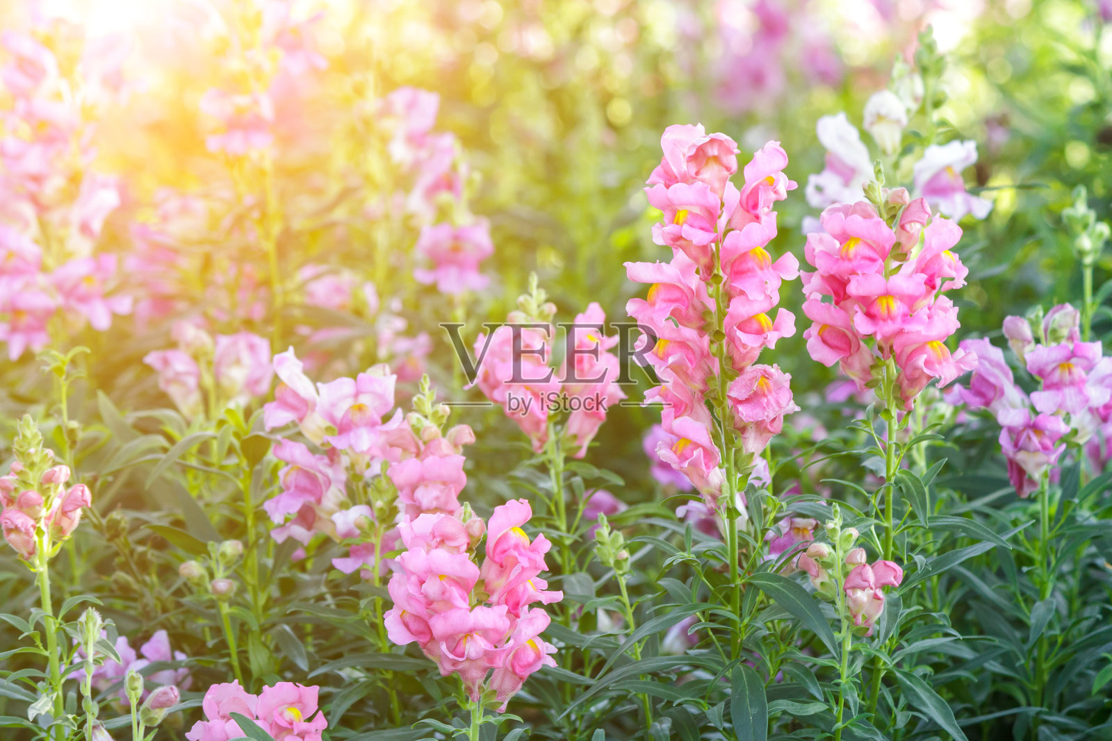 美丽的花和绿叶背景在花园在阳光明媚的夏天或春天的一天明信片。美观装饰与农业理念概念设计。照片摄影图片