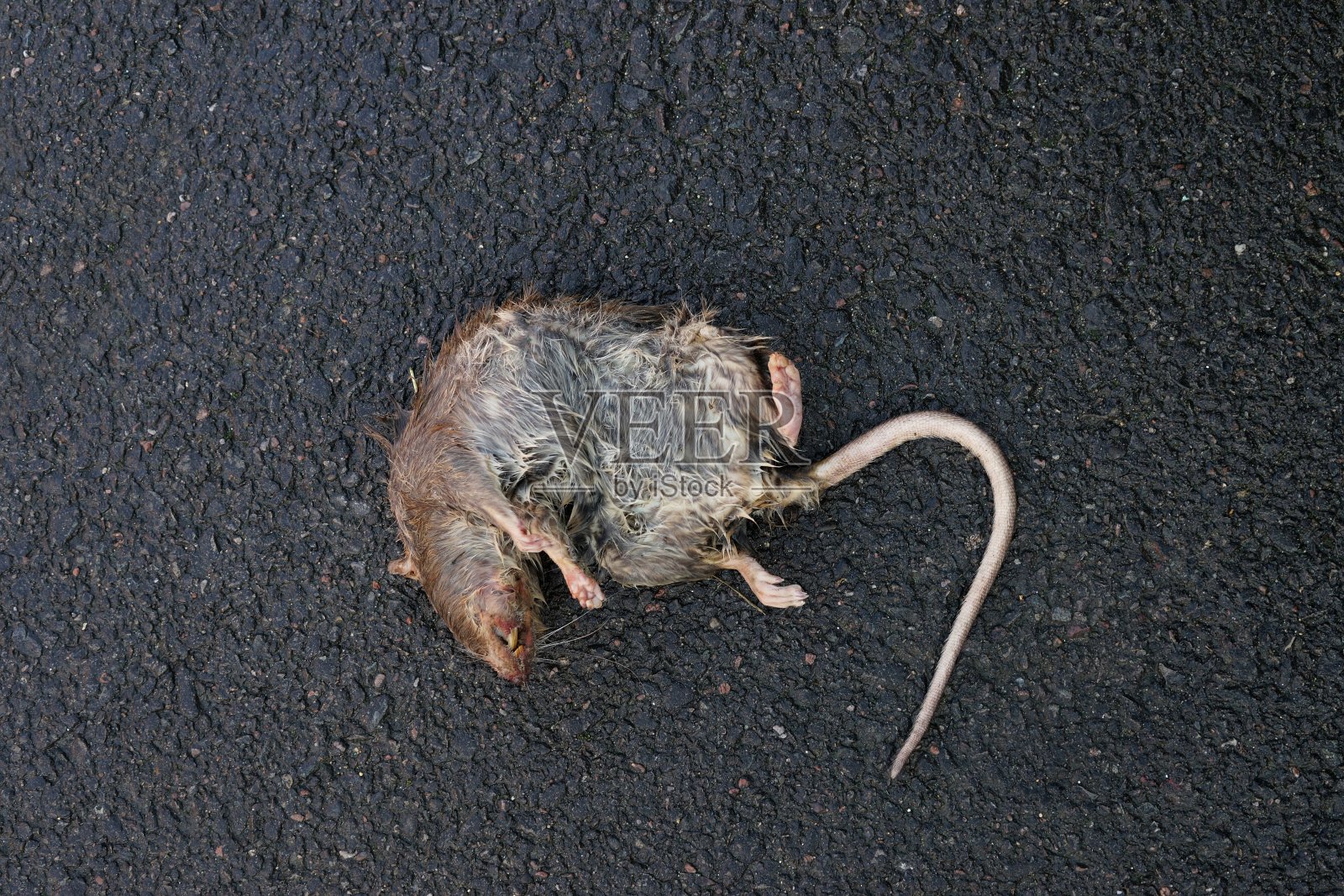 街上的死老鼠照片摄影图片