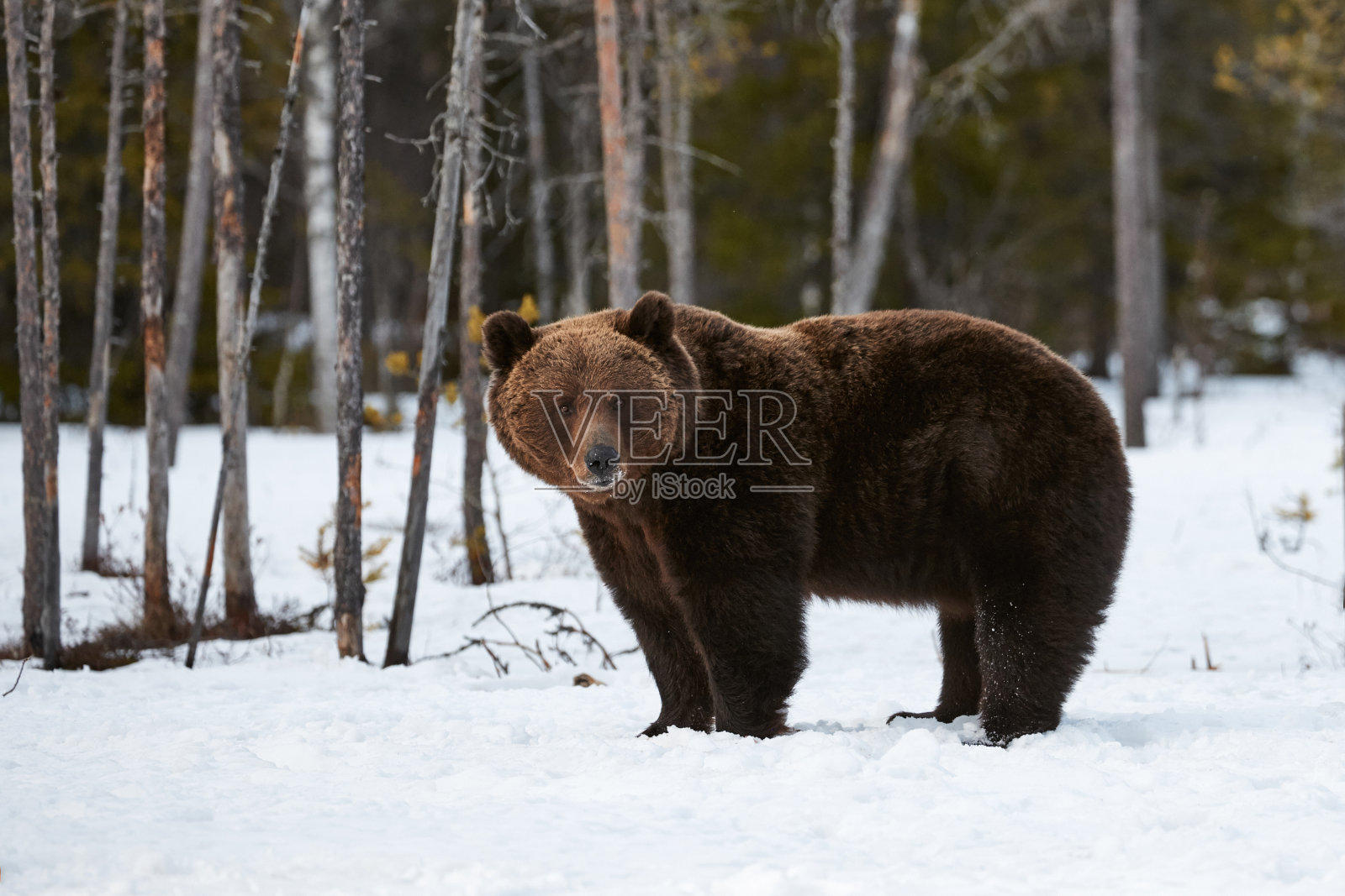 棕熊在雪地里行走照片摄影图片