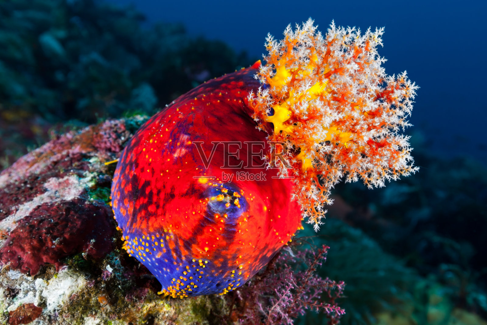 海洋之美，颜色交响曲，海苹果假紫堇，努沙登加拉帖木儿，印度尼西亚照片摄影图片