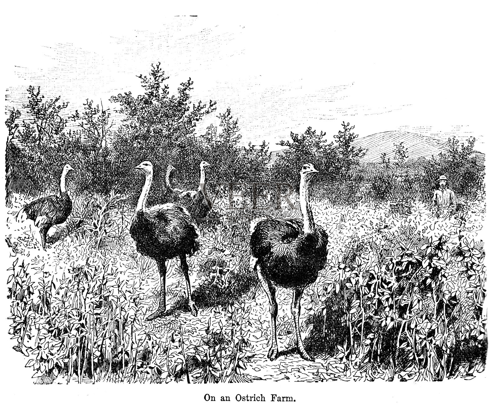 19世纪的“南非鸵鸟农场”雕刻。维多利亚农业，羽毛和时尚星期日杂志1890 1890插画图片素材