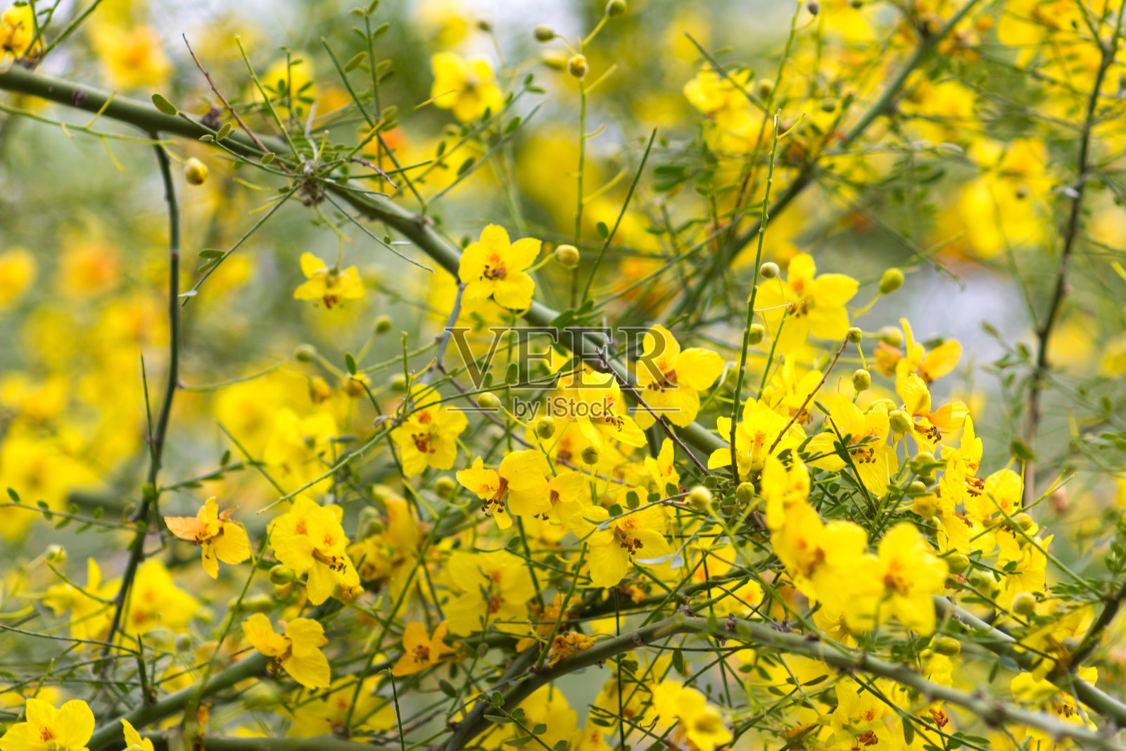 美丽的明黄色花朵盛开在春天的树上照片摄影图片