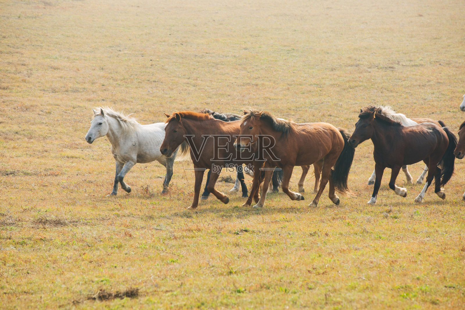 达蒙中国大草原上的马照片摄影图片
