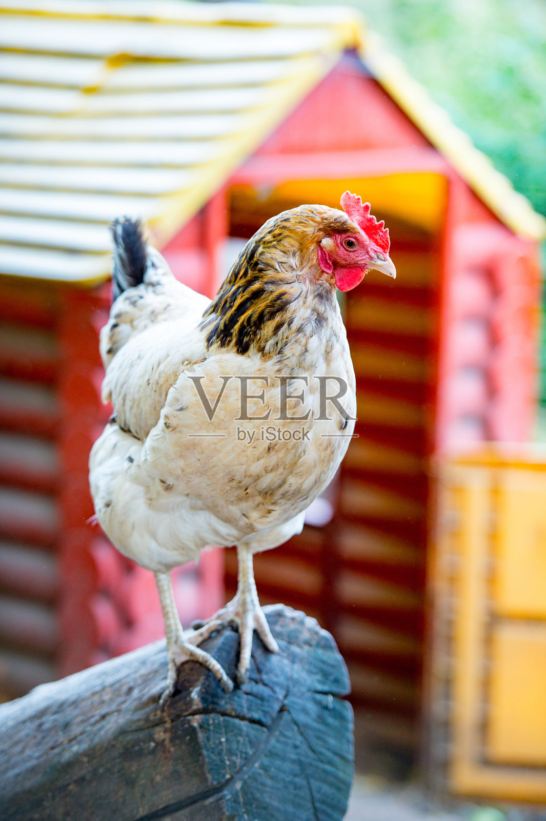 白色的鸡，棕色的头，站在一根木头上，以鸡舍为背景照片摄影图片