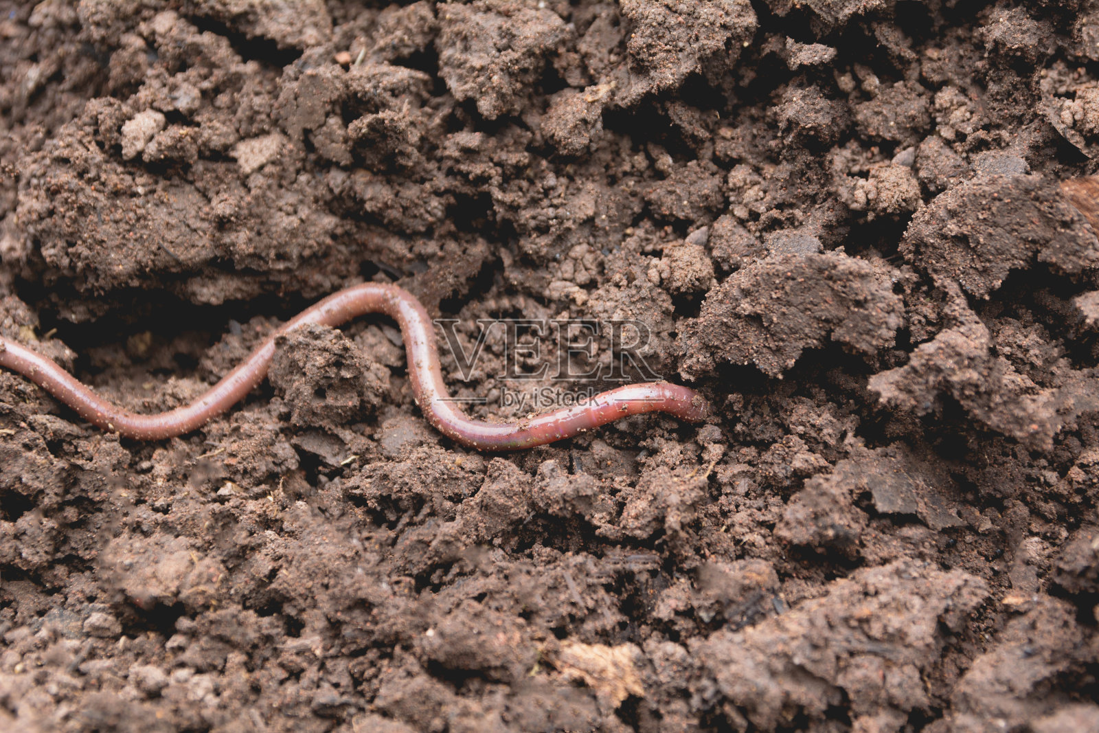 土壤中的蚯蚓。蚯蚓和更健康的适合种植的土壤照片摄影图片