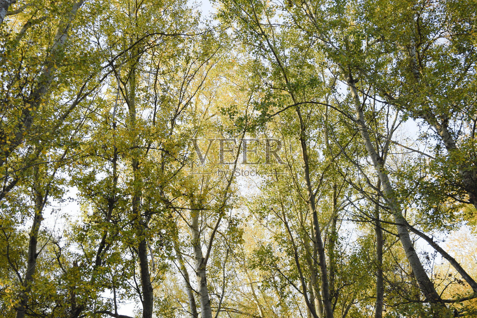 在银色白杨林中从下往上看。天空和树木的背景。森林里的秋天。照片摄影图片
