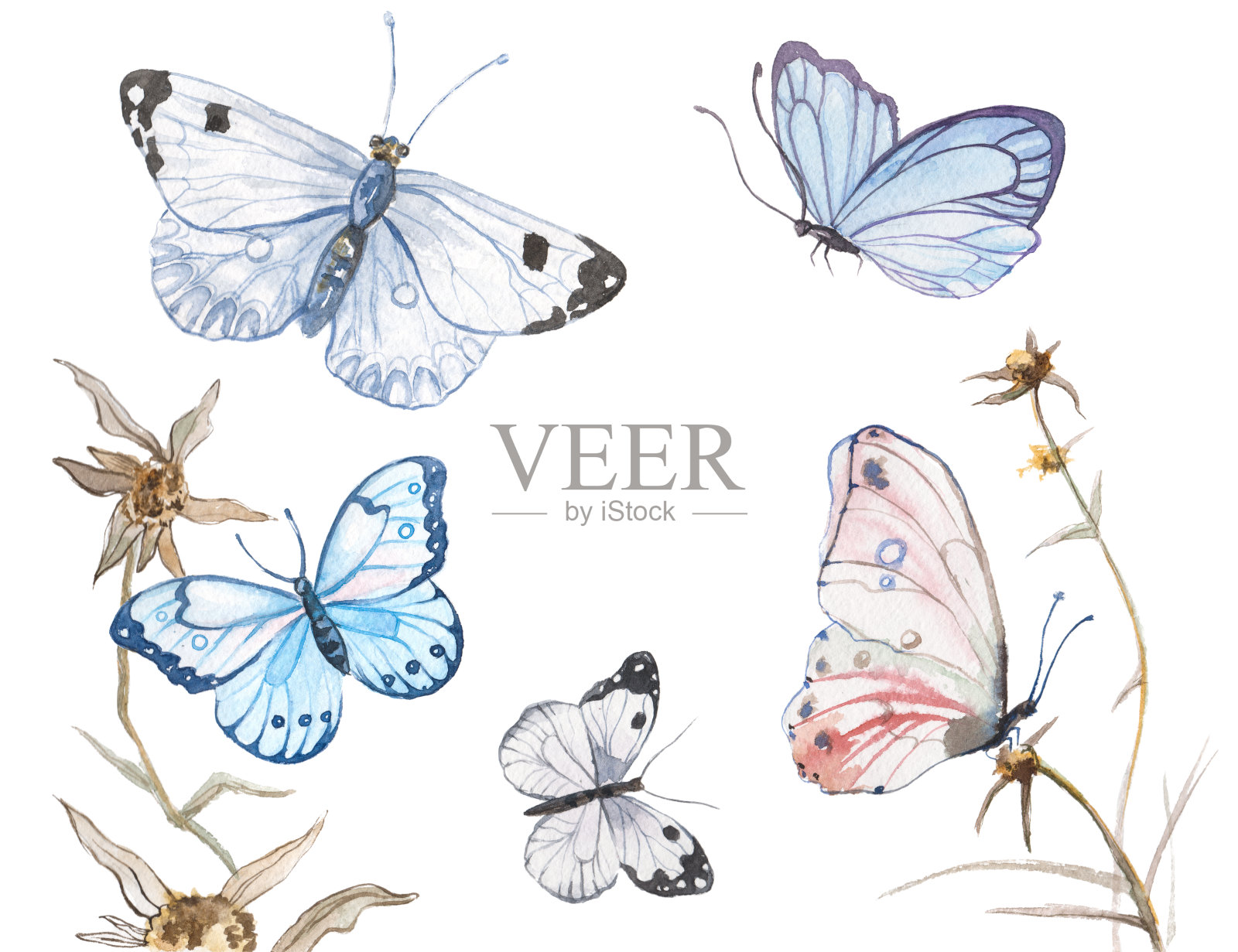 水彩蝴蝶插图设计元素图片