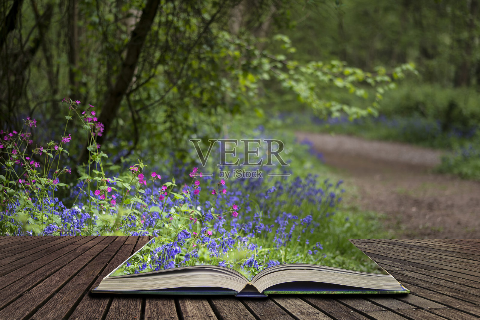 浅深的田野景观充满活力的蓝铃草林在春天的概念出现在书页打开书照片摄影图片
