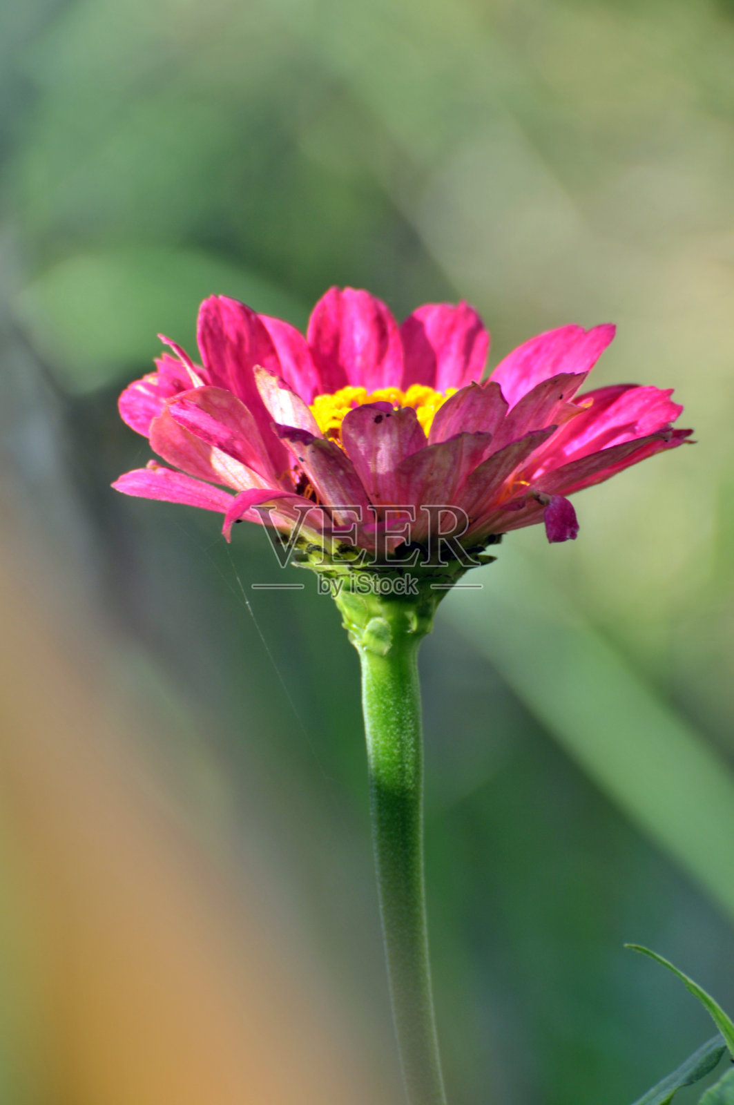 盛开的菊花照片摄影图片