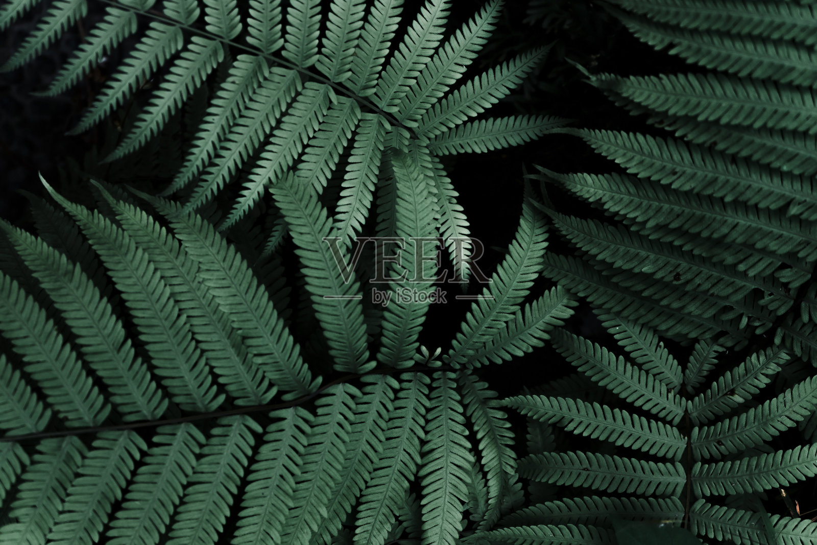 新鲜的绿叶植物纹理自然背景照片摄影图片
