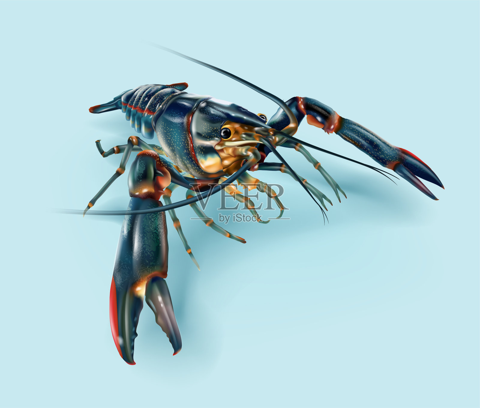 现实的红螯虾透视视图插画图片素材