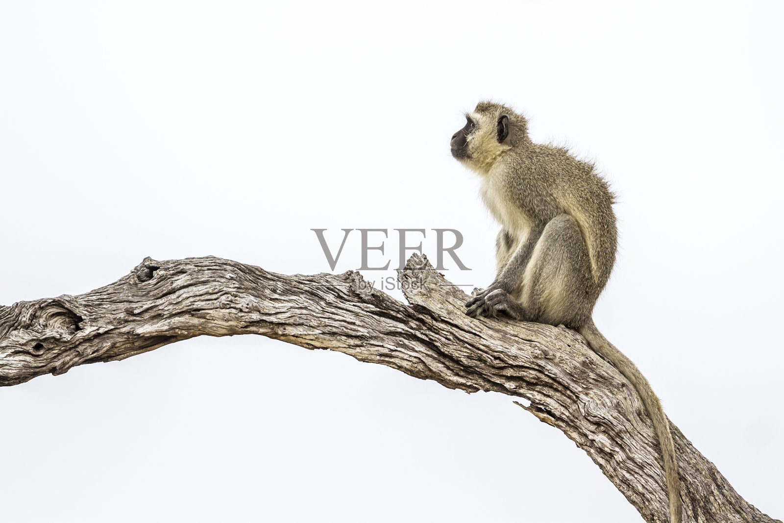 南非克鲁格国家公园的长尾猴照片摄影图片