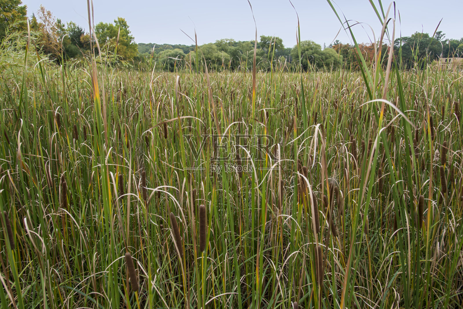 拐杖沼泽植物照片摄影图片