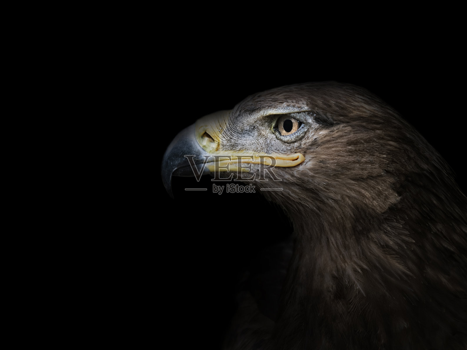 老鹰的侧面特写在一个黑色的背景照片摄影图片