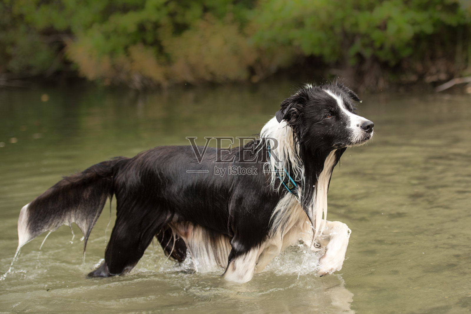 狗在低水位的湖边境牧羊犬跑照片摄影图片