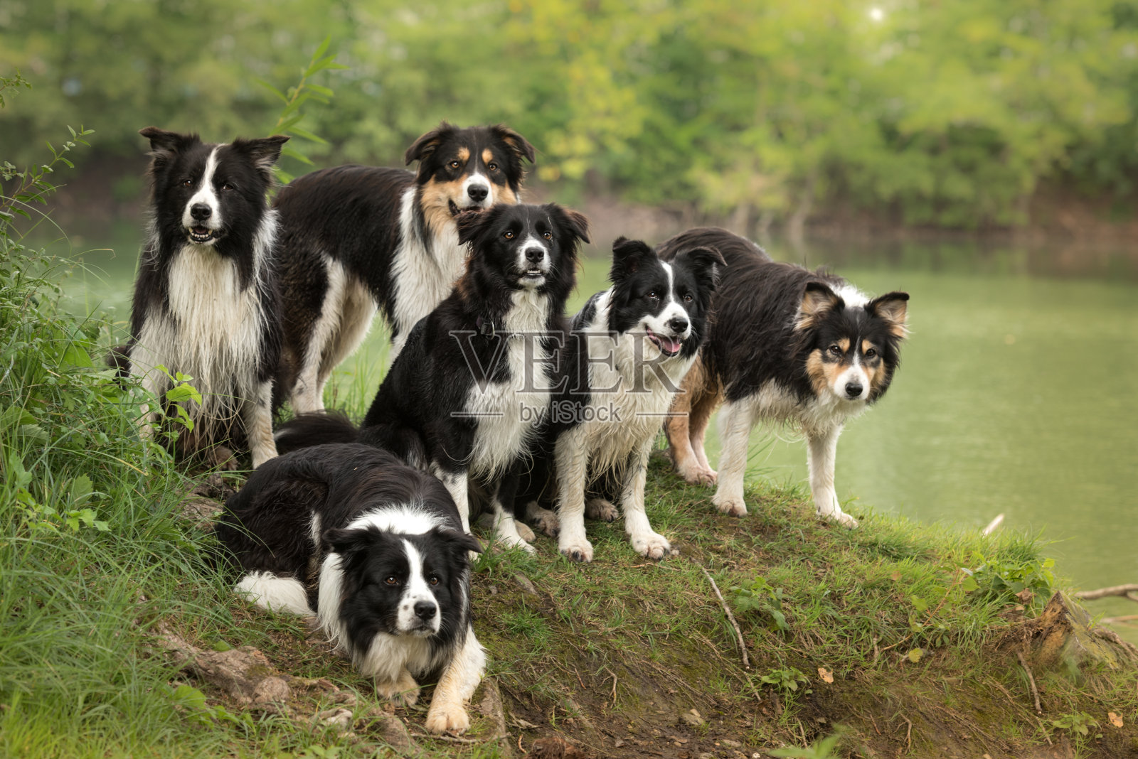 一群听话的狗-边境牧羊犬从幼狗到老狗的所有年龄照片摄影图片