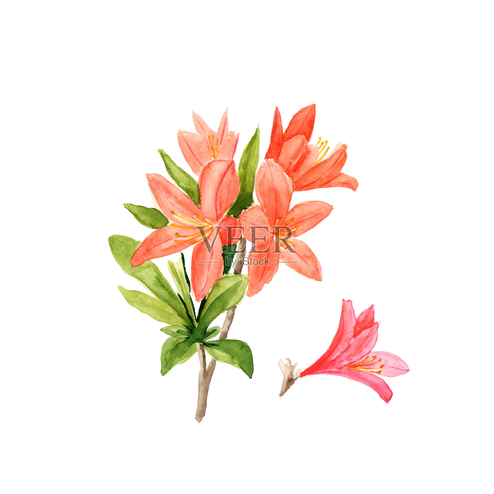 水彩插图的粉红色杜鹃花和叶上白色插画图片素材