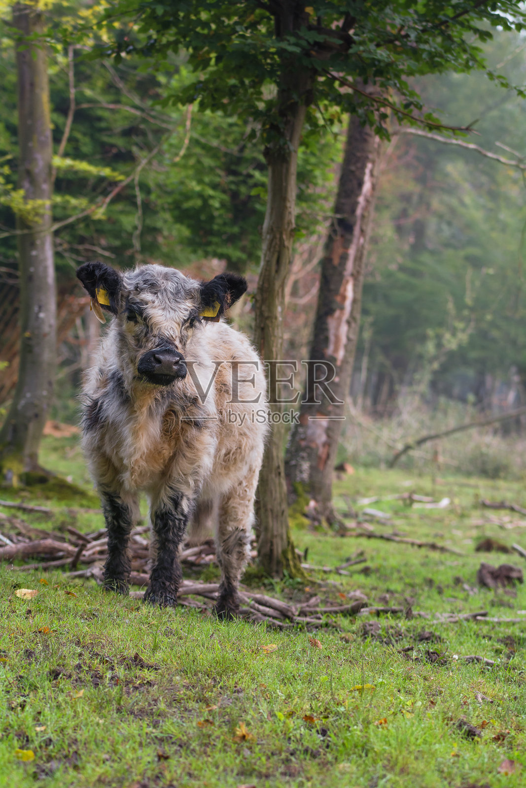 盖洛维一头母牛停在森林里照片摄影图片