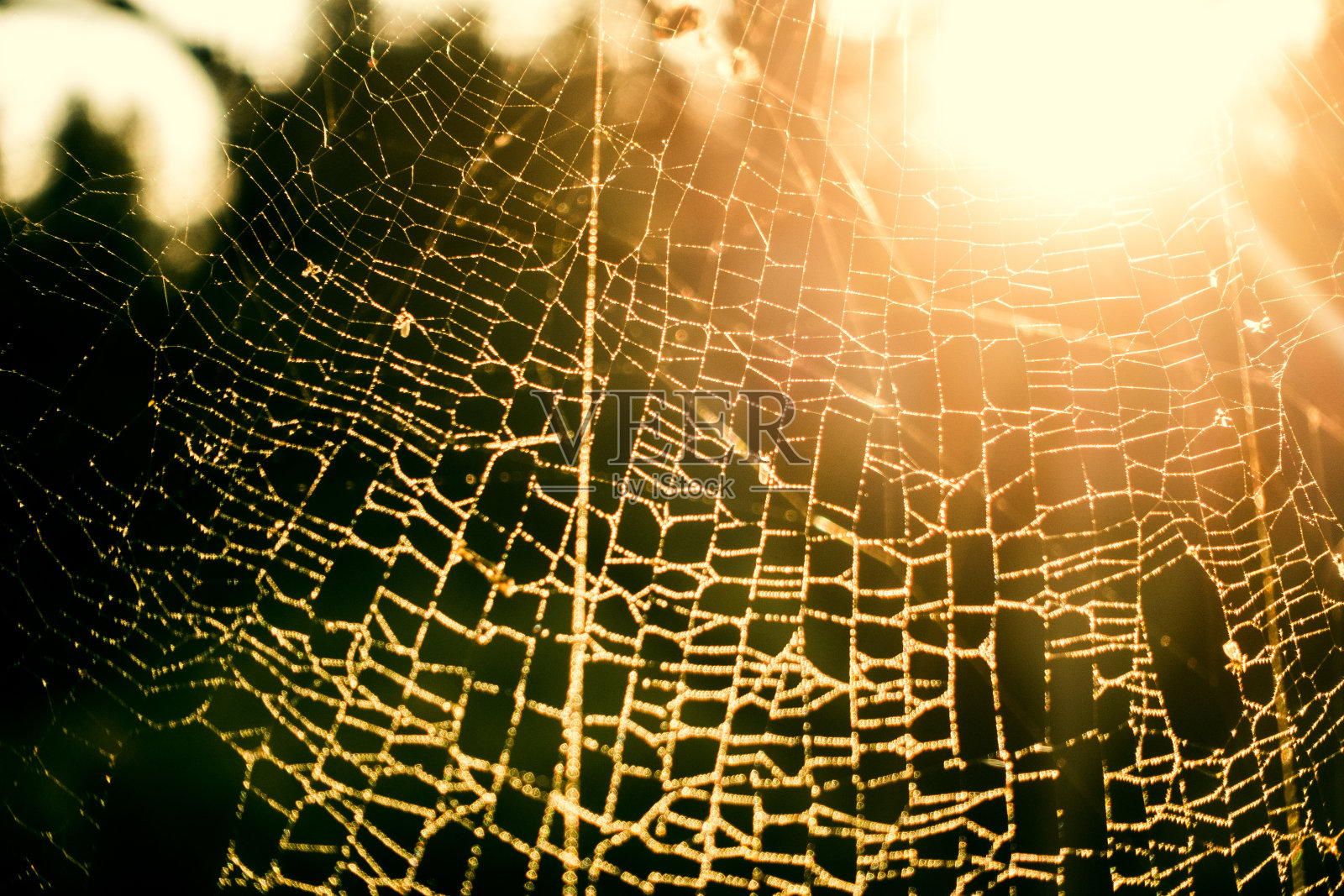 上的露珠蜘蛛网照片摄影图片
