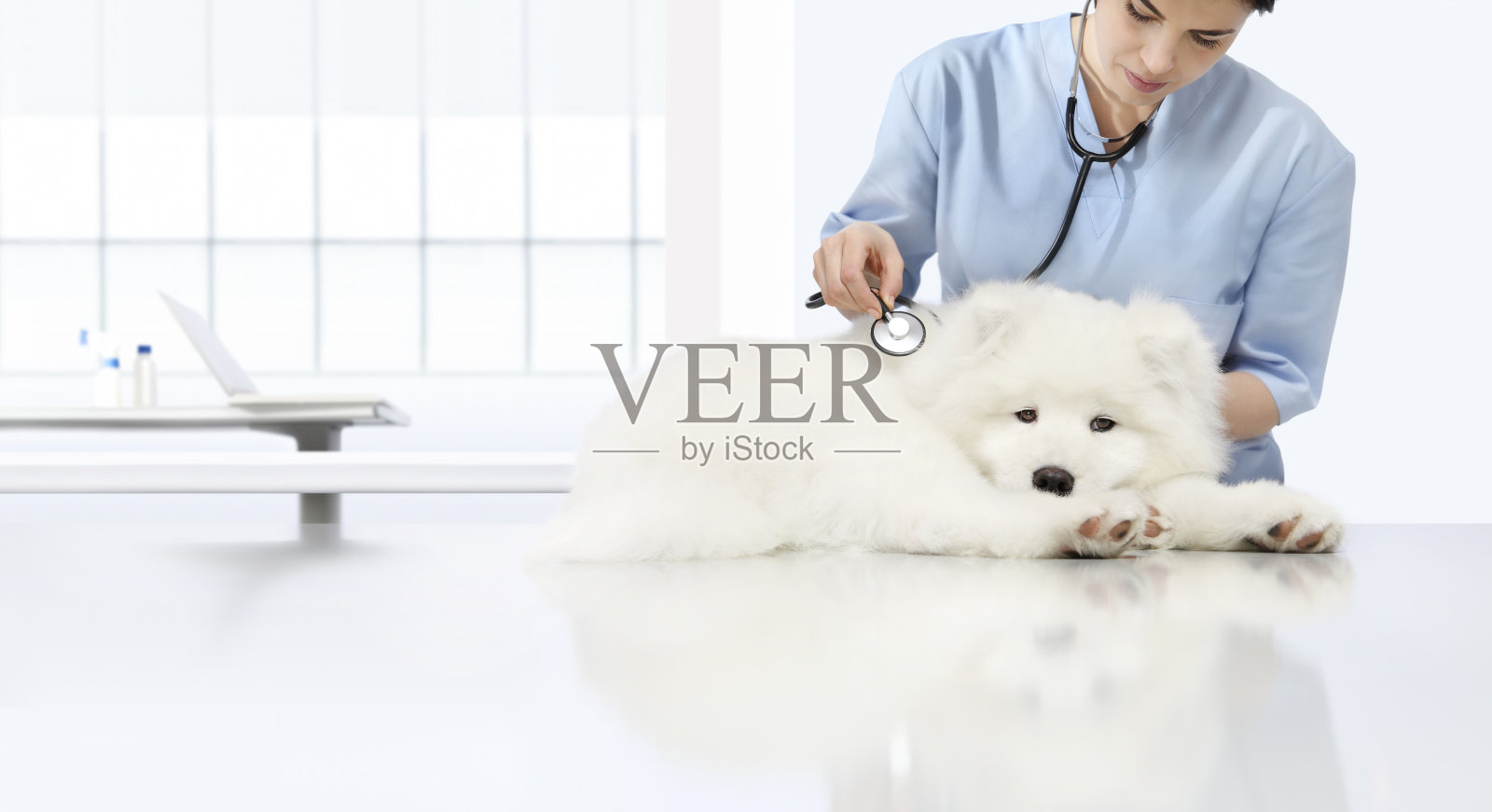 兽医检查生病的狗，兽医用听诊器放在兽医诊所的桌子上照片摄影图片