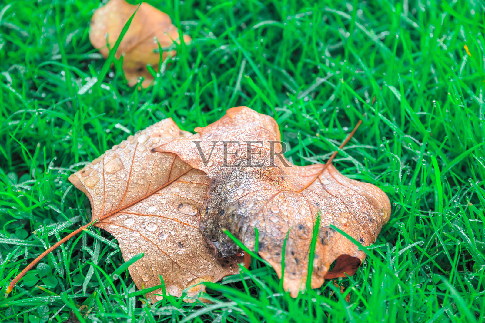 在绿草上沾着露水的落叶的特写照片摄影图片