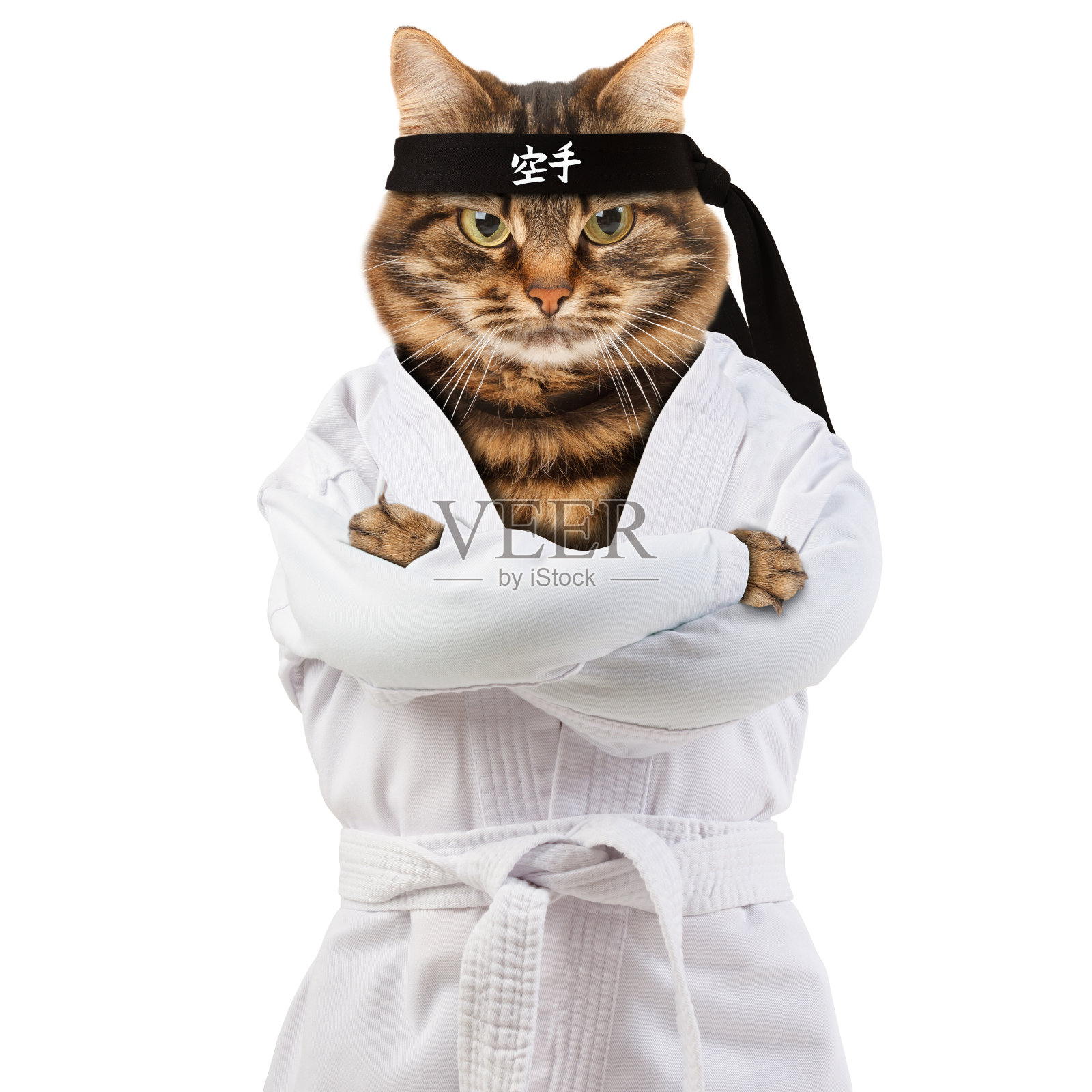 愤怒的猫穿着和服。猫斗士从事空手道。象形文字翻译-空手道。照片摄影图片