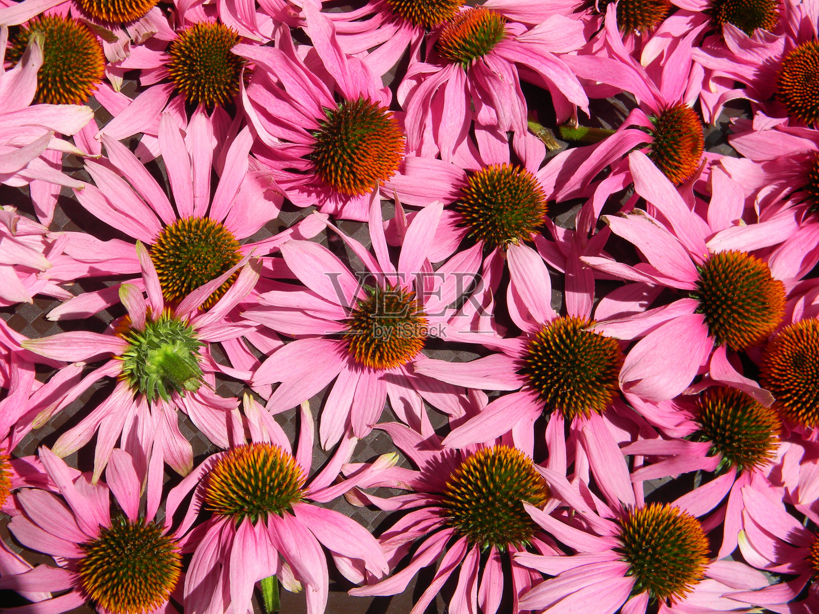 紫色松果花的特写，紫锥菊。作物的草药。药用植物的概念。花的背景。照片摄影图片
