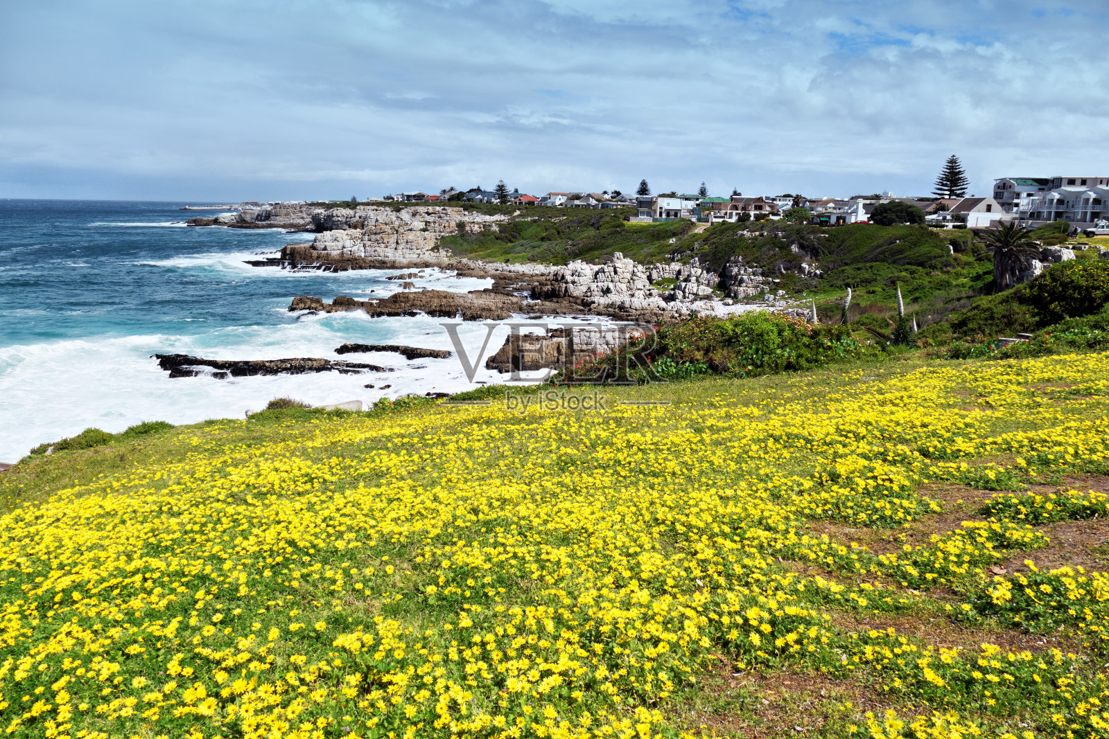 南非赫曼努斯的落基海岸线和黄色的春花照片摄影图片
