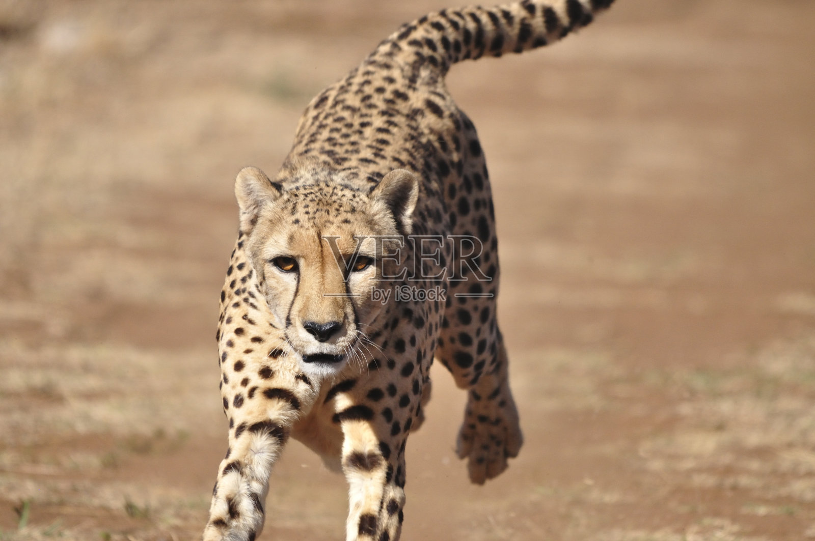 奔跑的猎豹，用诱饵锻炼照片摄影图片