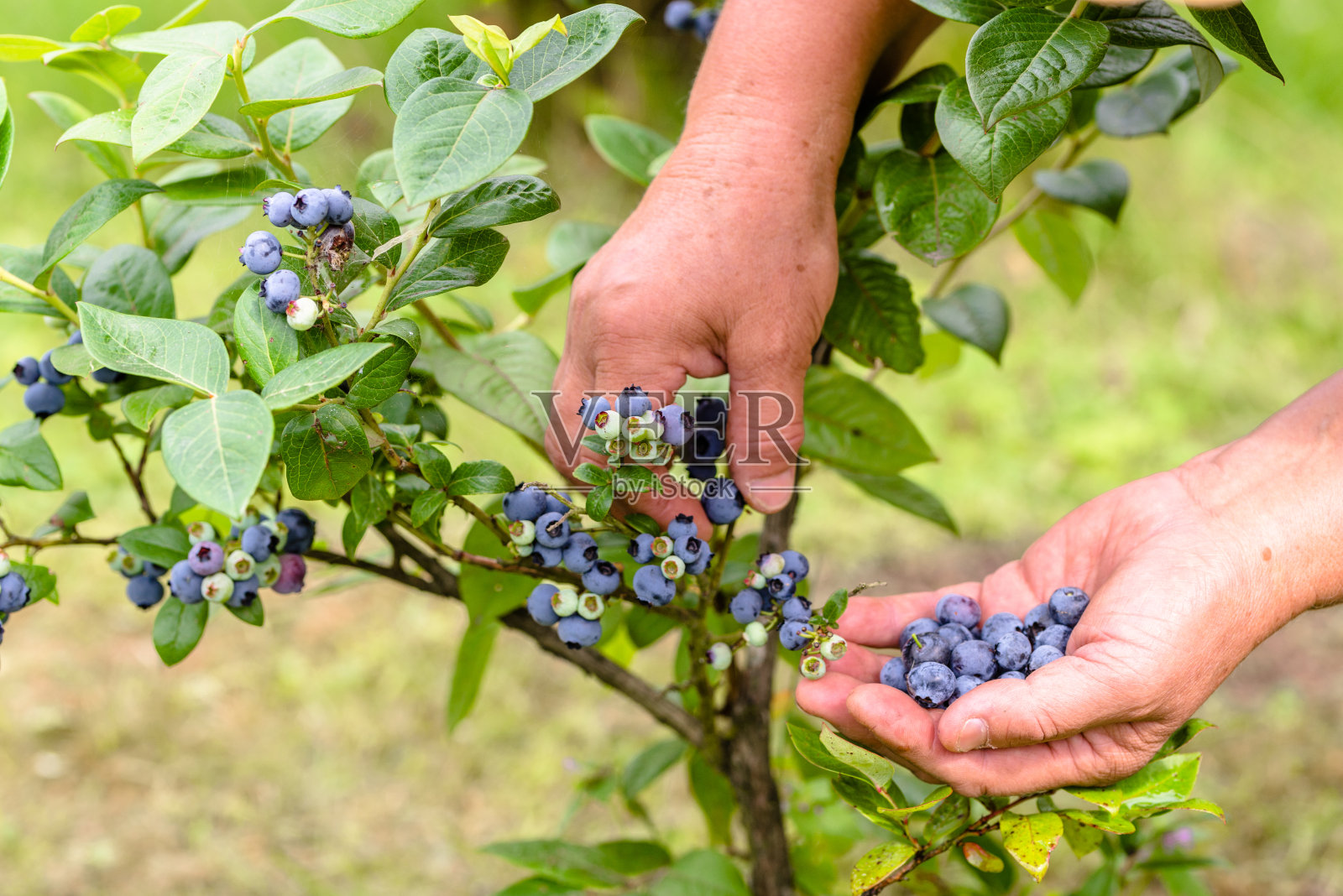 采摘蓝莓的妇女，近距离的手和浆果生长在灌木丛，季节性的蓝莓收获照片摄影图片