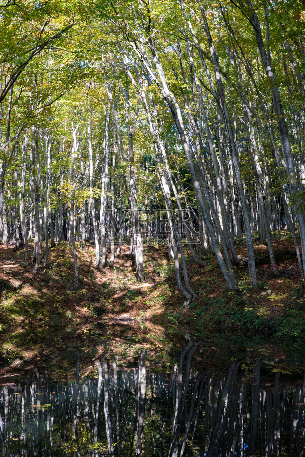 山毛榉森林照片摄影图片