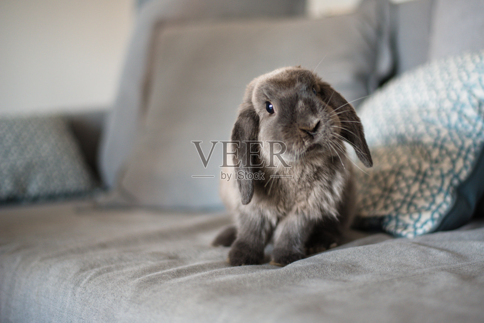 沙发上可爱的小兔子照片摄影图片