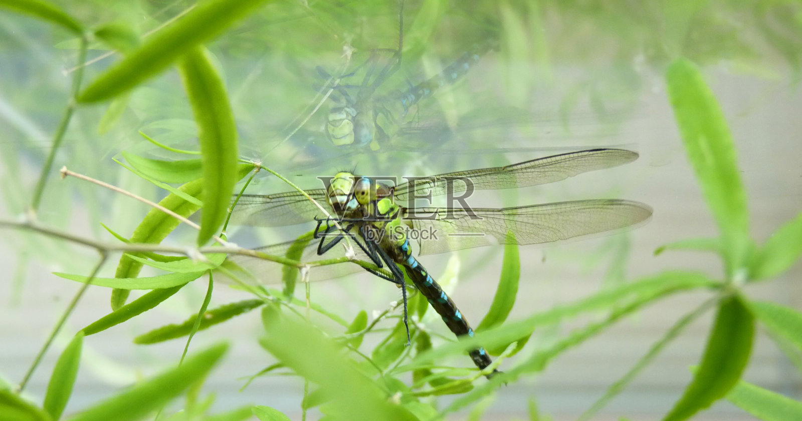 植物上蜻蜓的近景微距详细图像照片摄影图片