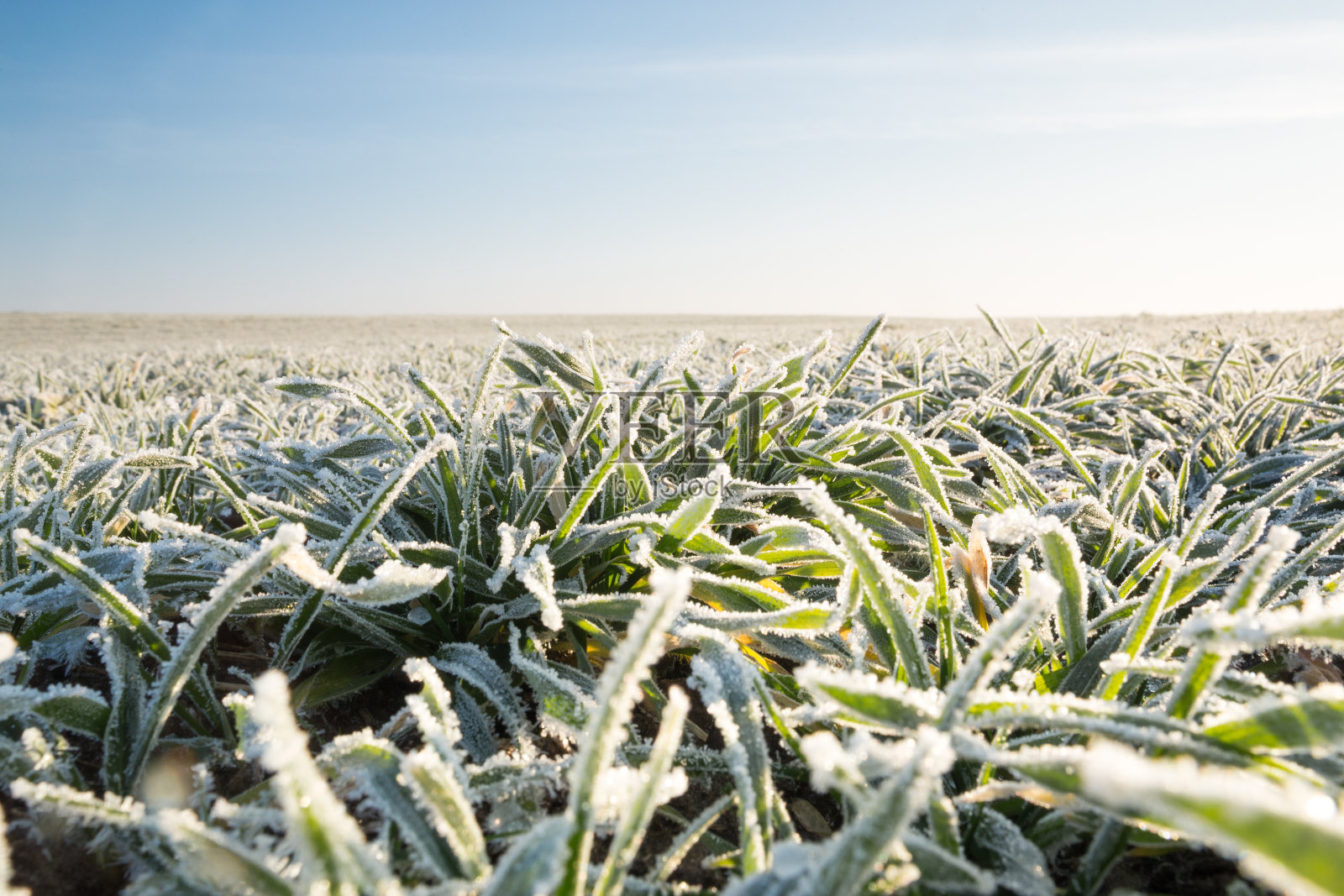 冬天的庄稼被霜覆盖。照片摄影图片
