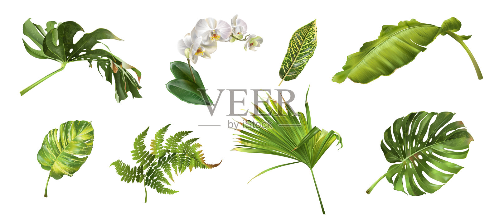 热带植物组设计元素图片