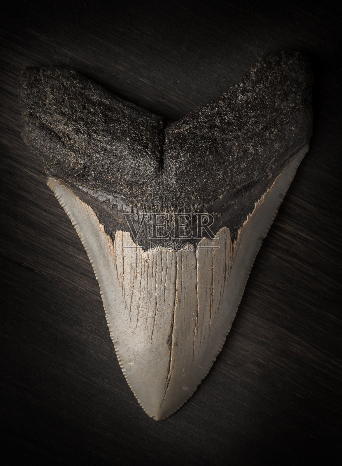 化石巨齿鲨的牙齿在木材的背景照片摄影图片