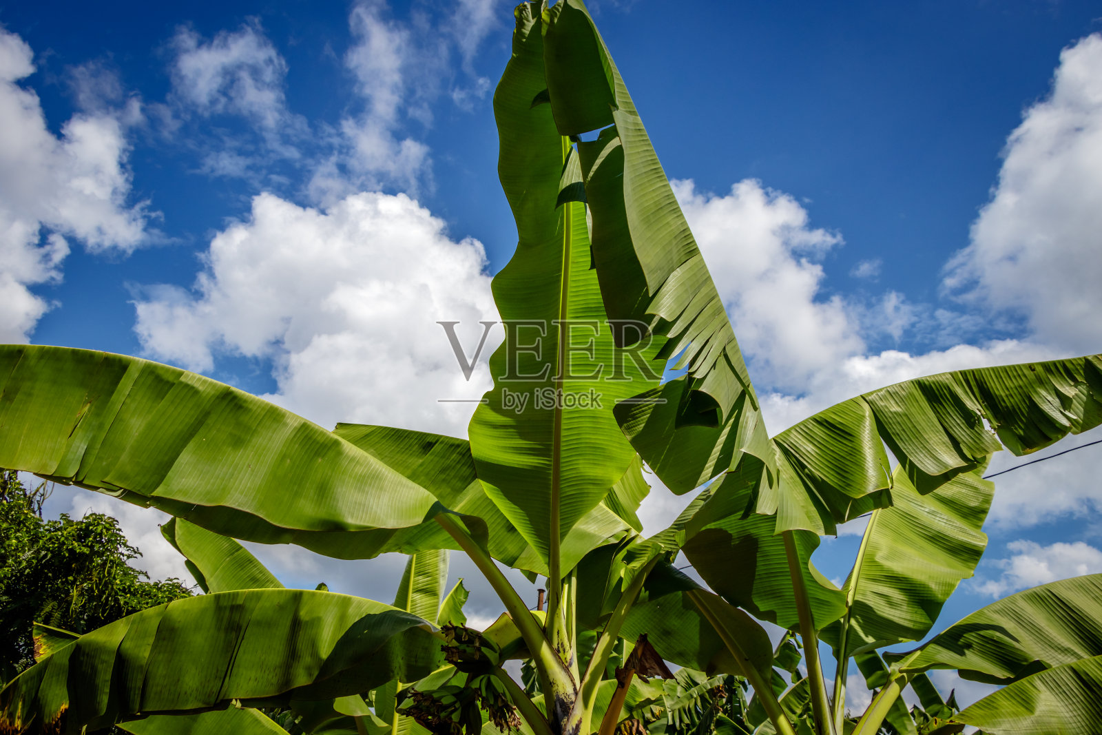 乌干达的香蕉种植园照片摄影图片