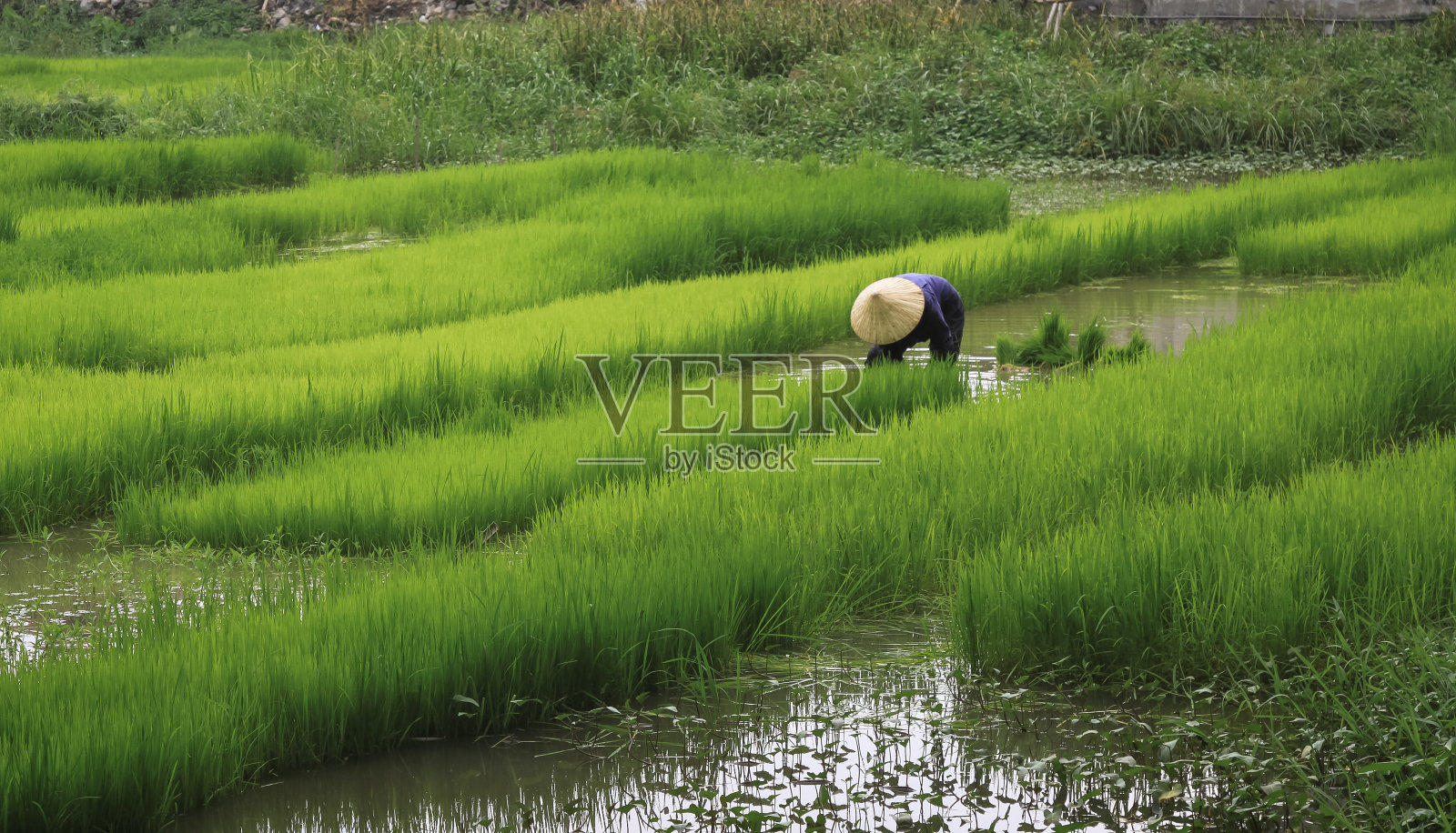 越南稻田里的稻农照片摄影图片