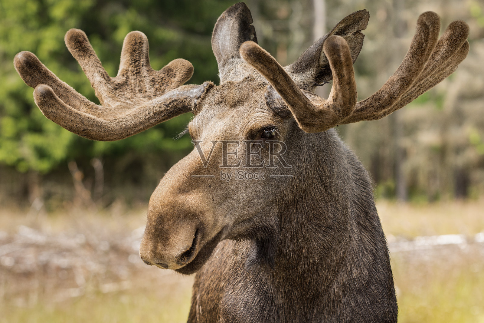 一个巨大的雄性麋鹿的特写照片摄影图片