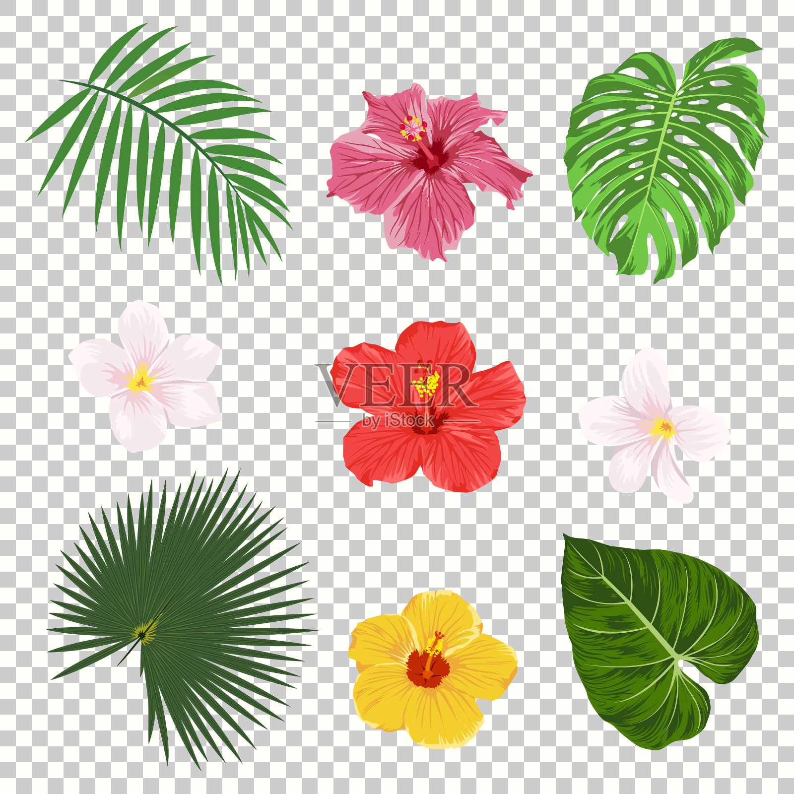 矢量热带叶子和花图标设置隔离在透明网格背景。棕榈、香蕉叶、木槿和鸡蛋花。丛林树设计模板。植物及花卉收集插画图片素材