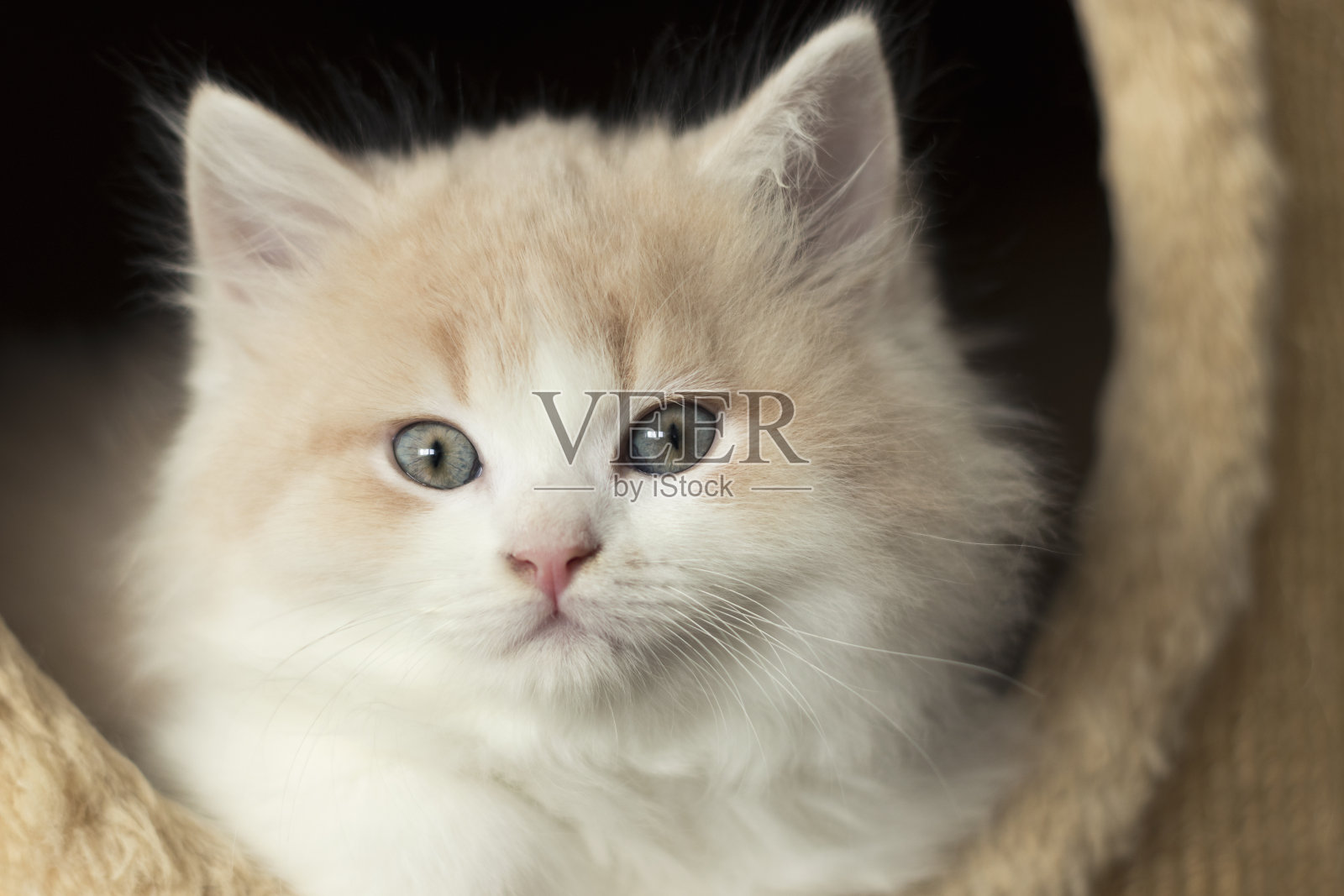 一个九周大的长毛小猫的肖像照片摄影图片