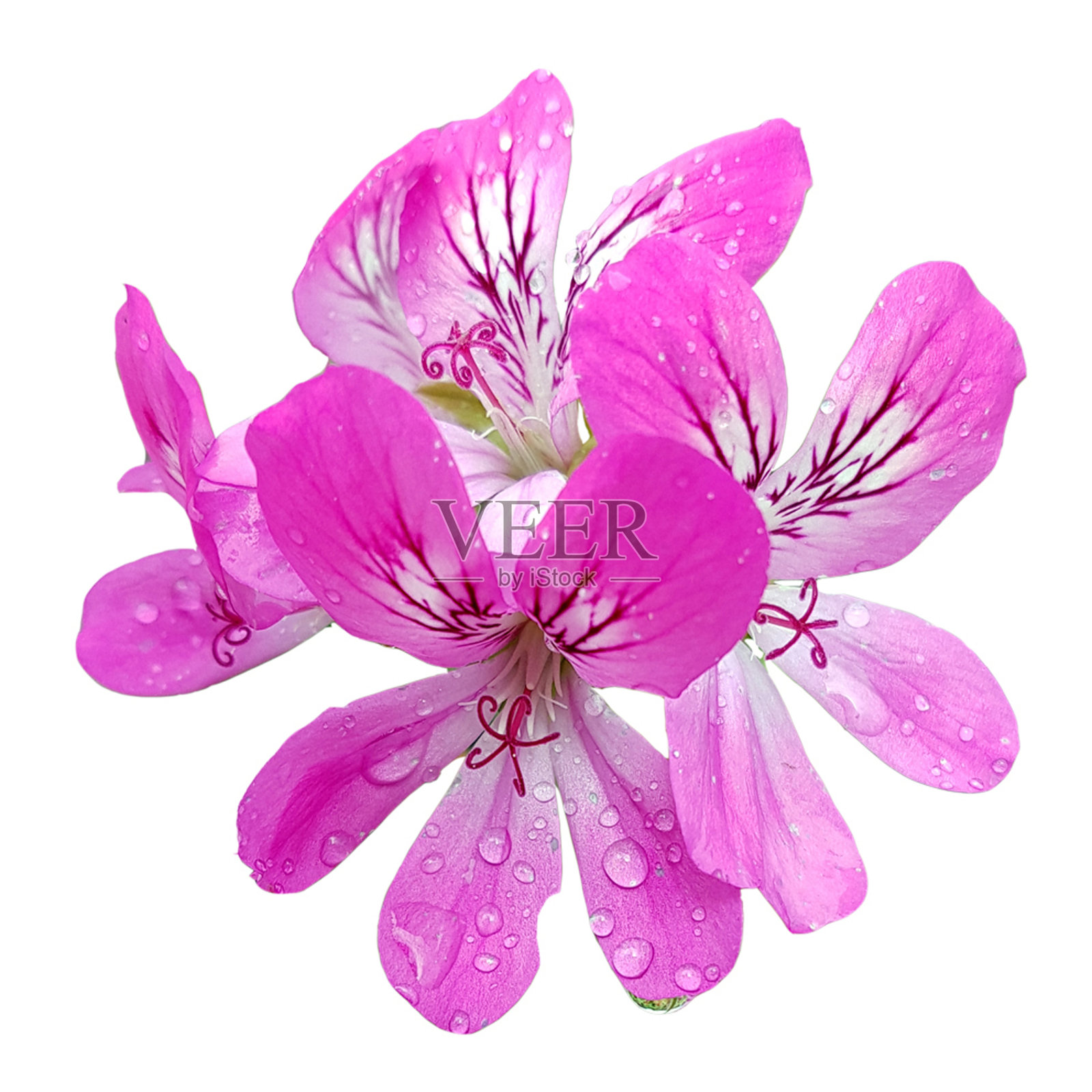 天竺葵，紫色独特照片摄影图片