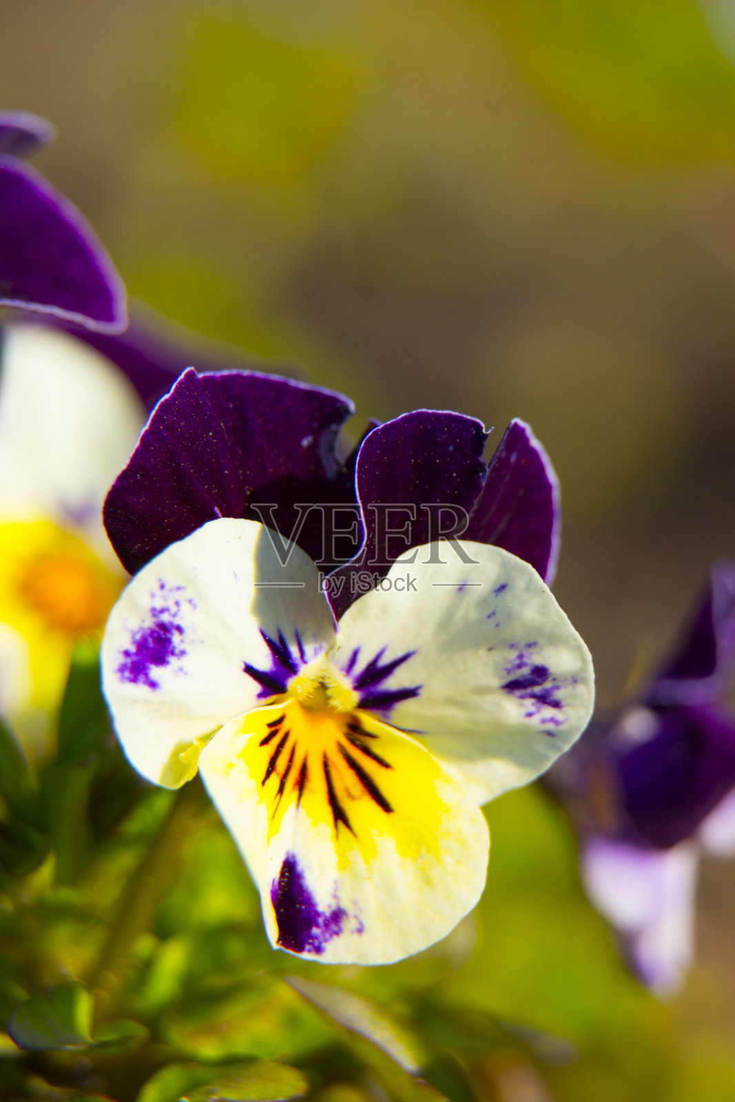 紫罗兰花。橘色堇型花。背景照片摄影图片