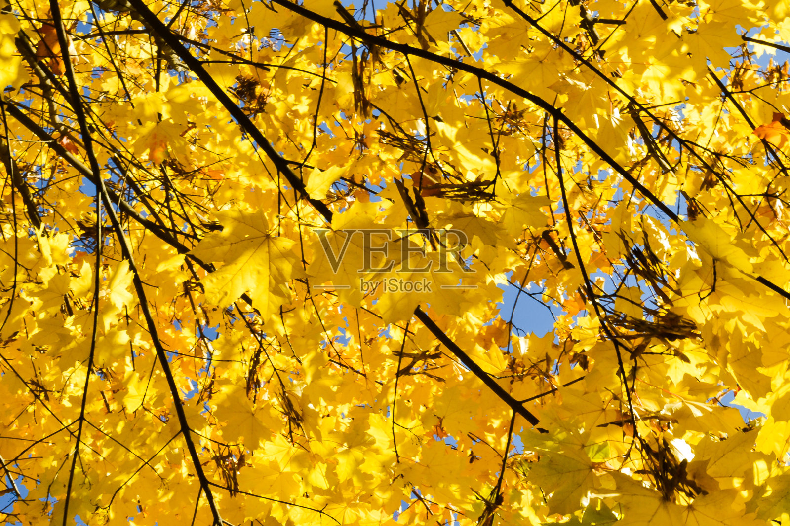 给枫叶和树枝着色。秋天的颜色。黄色，红色映衬着蓝色的天空照片摄影图片