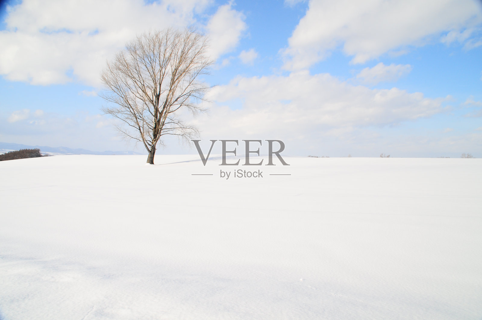 大冬林伫立在北碚的雪地上照片摄影图片