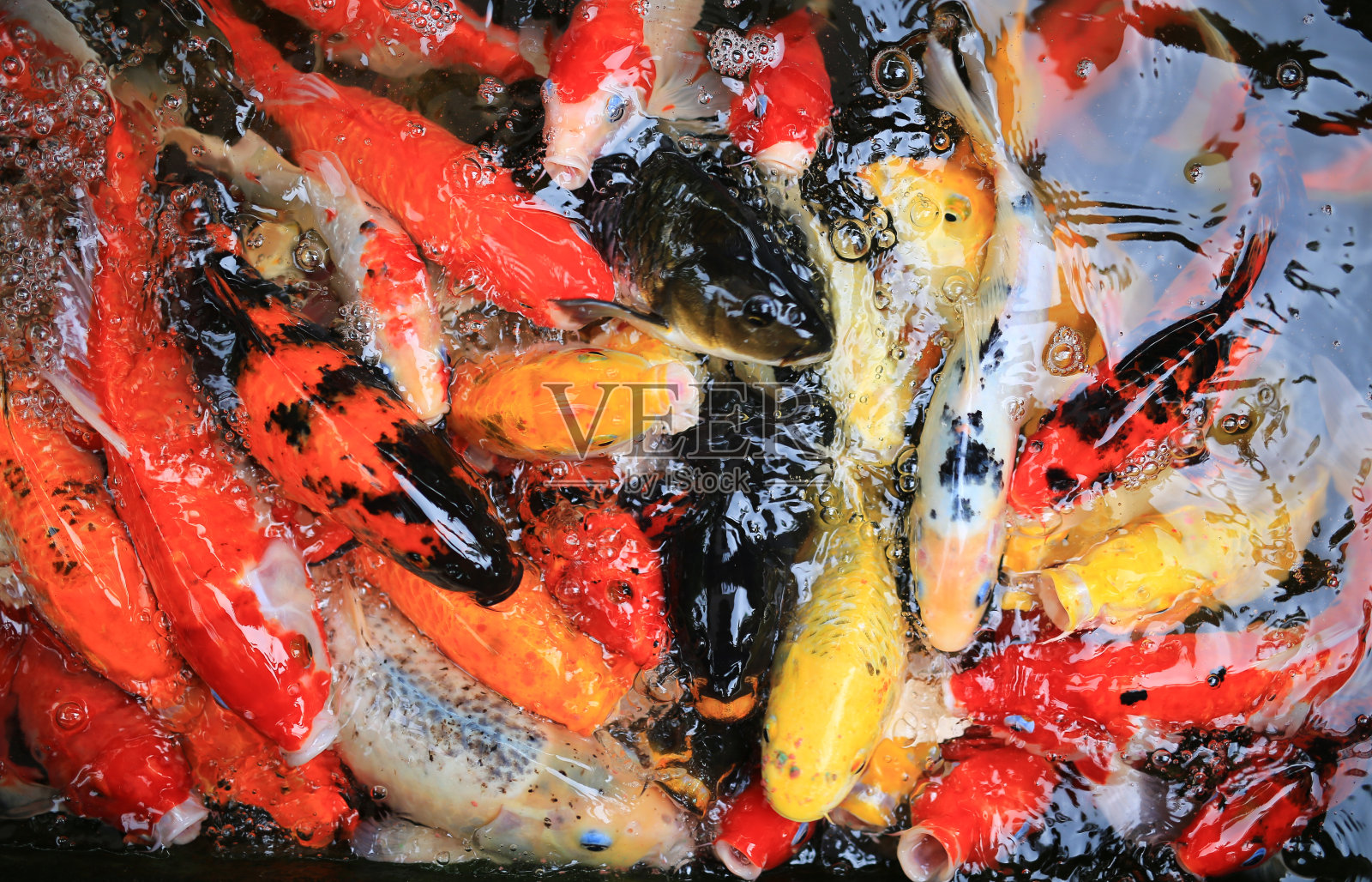 近景锦鲤聚集在一起争夺食物。照片摄影图片