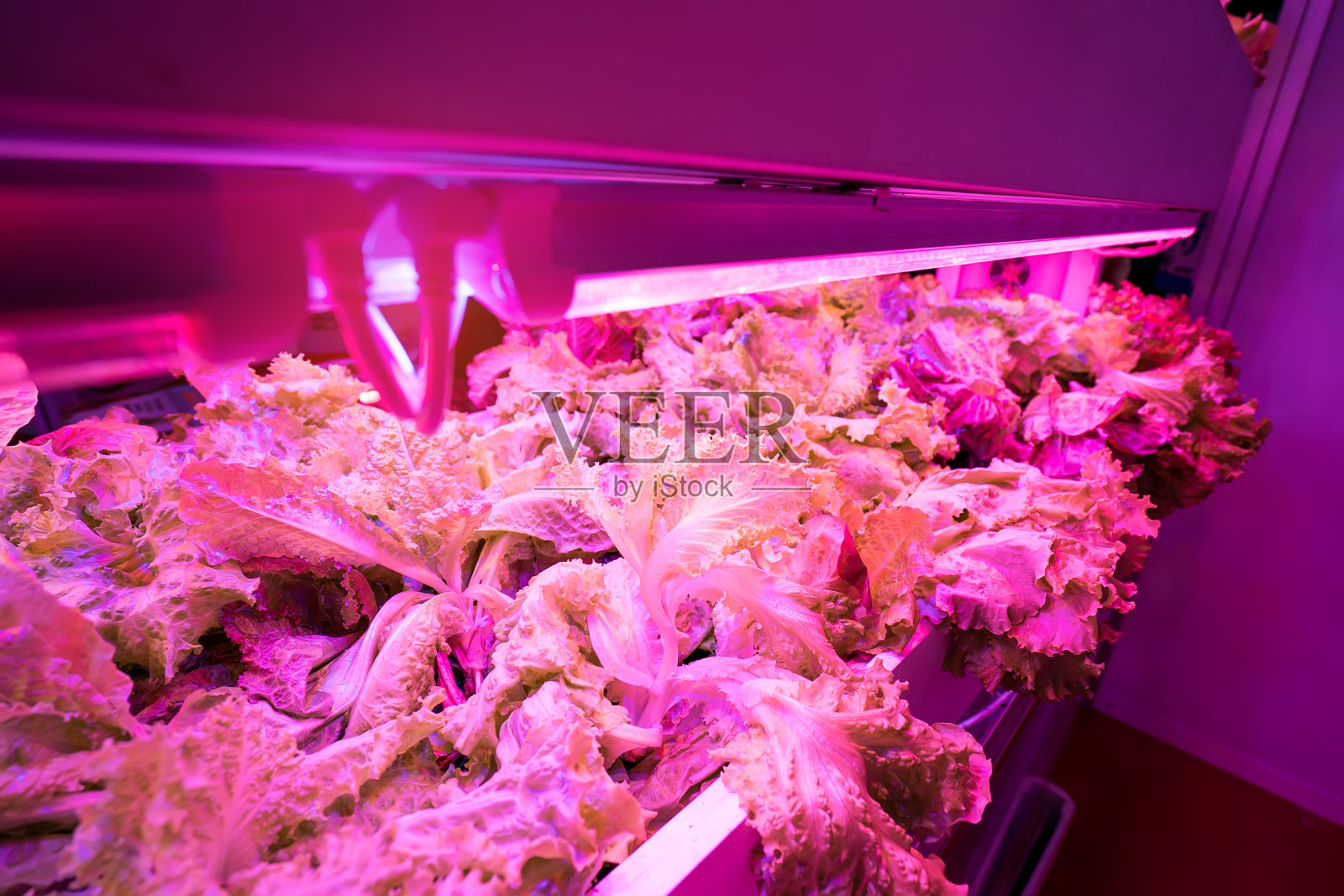 Led照明室内农场技术的温室蔬菜种植照片摄影图片