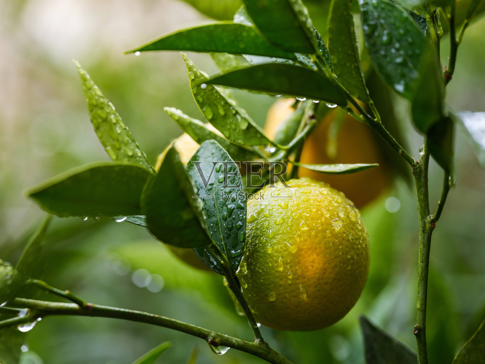 橘子在雨天挂在树上。照片摄影图片